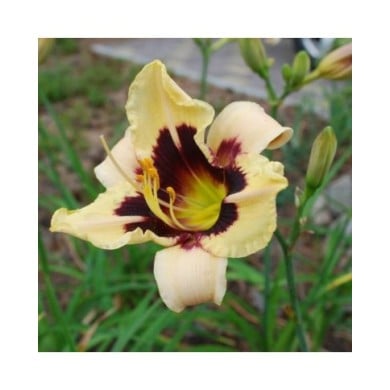 Hemerocallis 'Moonlit Masquerade' (LuckyRiga / Adobe Stock)