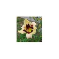 Hemerocallis 'Moonlit Masquerade' (LuckyRiga / Adobe Stock)