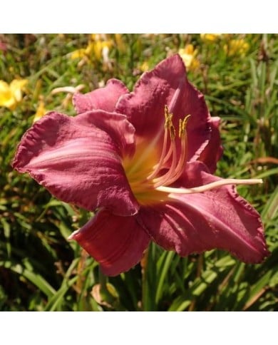 Hemerocallis 'Chicago Queen' (Salicyna / wikimedia.org)