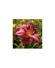 Hemerocallis 'Chicago Queen' (Salicyna / wikimedia.org)