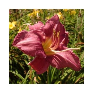 Hemerocallis 'Chicago Queen' (Salicyna / wikimedia.org)