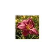 Hemerocallis 'Chicago Queen' (Salicyna / wikimedia.org)