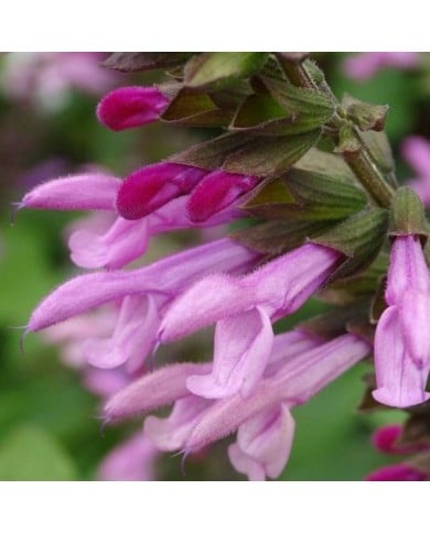 Salvia 'Arggr17011' PINK AMISTAD (Globe Planter)