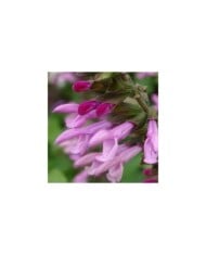 Salvia 'Arggr17011' PINK AMISTAD (Globe Planter)