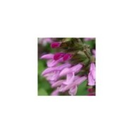 Salvia 'Arggr17011' PINK AMISTAD (Globe Planter)