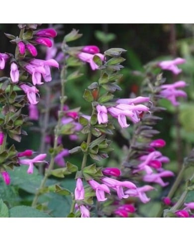 Salvia 'Arggr17011' PINK AMISTAD (Globe Planter)