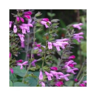 Salvia 'Arggr17011' PINK AMISTAD (Globe Planter)