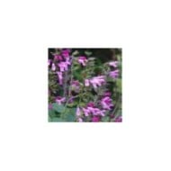 Salvia 'Arggr17011' PINK AMISTAD (Globe Planter)