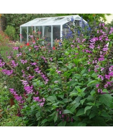 Salvia 'Arggr17011' PINK AMISTAD (Globe Planter)