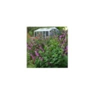 Salvia 'Arggr17011' PINK AMISTAD (Globe Planter)