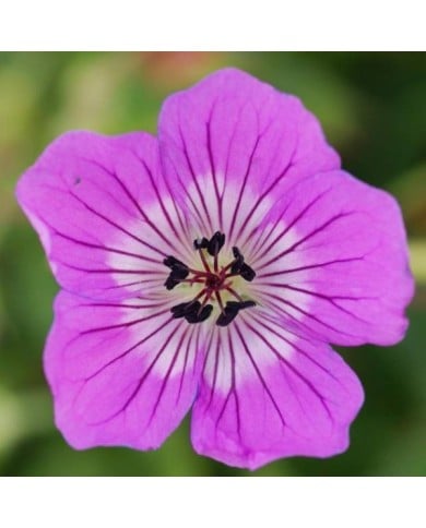 Geranium 'Kelly Anne'® (Globe Planter)