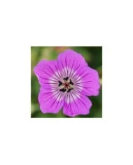 Geranium 'Kelly Anne'® (Globe Planter)