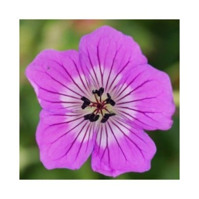 Geranium 'Kelly Anne'® (Globe Planter)