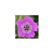 Geranium 'Kelly Anne'® (Globe Planter)