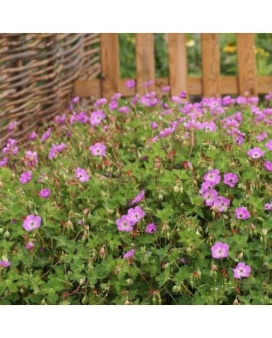 Geranium 'Kelly Anne'® (Globe Planter)