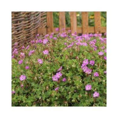 Geranium 'Kelly Anne'® (Globe Planter)
