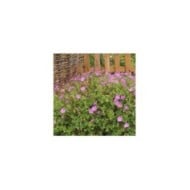Geranium 'Kelly Anne'® (Globe Planter)
