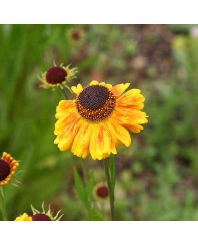 Helenium 'Wyndley' (Marie-Elise LIENNARD)