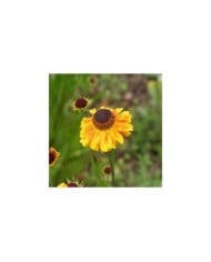 Helenium 'Wyndley' (Marie-Elise LIENNARD)