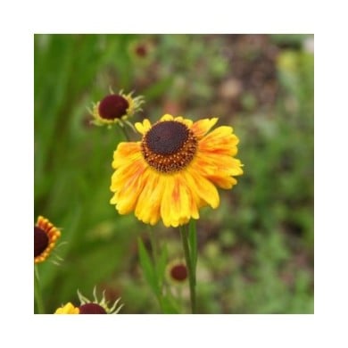 Helenium 'Wyndley' (Marie-Elise LIENNARD)