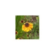 Helenium 'Wyndley' (Marie-Elise LIENNARD)