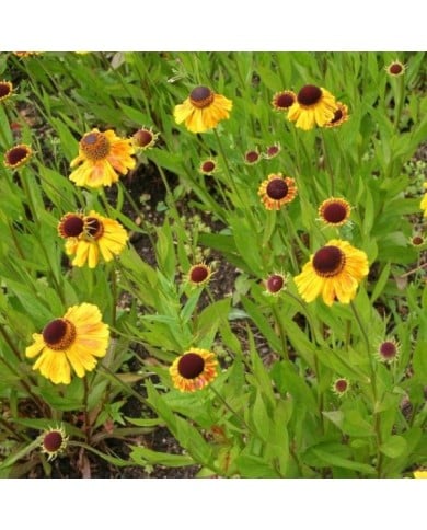 Helenium 'Wyndley' (Marie-Elise LIENNARD)
