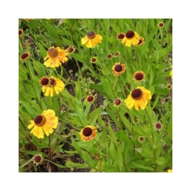 Helenium 'Wyndley' (Marie-Elise LIENNARD)