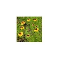 Helenium 'Wyndley' (Marie-Elise LIENNARD)