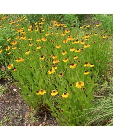 Helenium 'Wyndley' (Marie-Elise LIENNARD)
