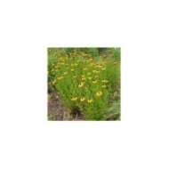 Helenium 'Wyndley' (Marie-Elise LIENNARD)