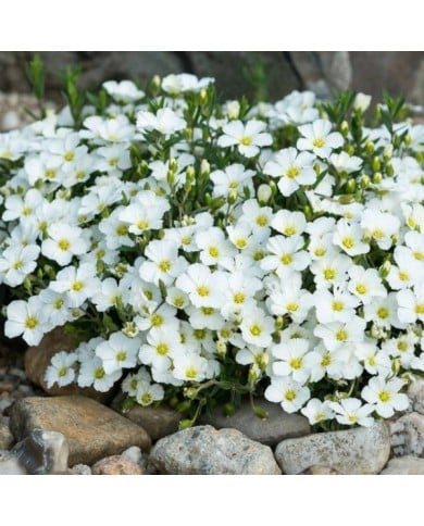 Arenaria montana - Sabline des montagnes (Karin Jähne / Adobe Stock)
