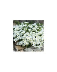 Arenaria montana - Sabline des montagnes (Karin Jähne / Adobe Stock)