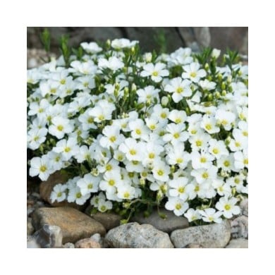 Arenaria montana - Sabline des montagnes (Karin Jähne / Adobe Stock)