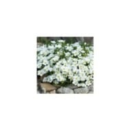 Arenaria montana - Sabline des montagnes (Karin Jähne / Adobe Stock)