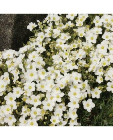 Arenaria montana - Sabline des montagnes (Stephencdickson / wikimedia.org)