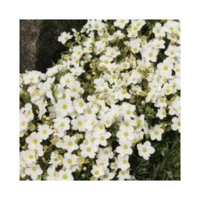 Arenaria montana - Sabline des montagnes (Stephencdickson / wikimedia.org)