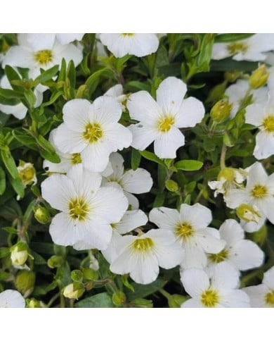 Arenaria montana - Sabline des montagnes (Andrii / Adobe Stock)