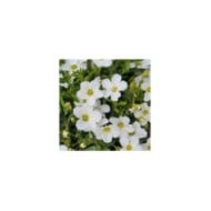 Arenaria montana - Sabline des montagnes (Andrii / Adobe Stock)