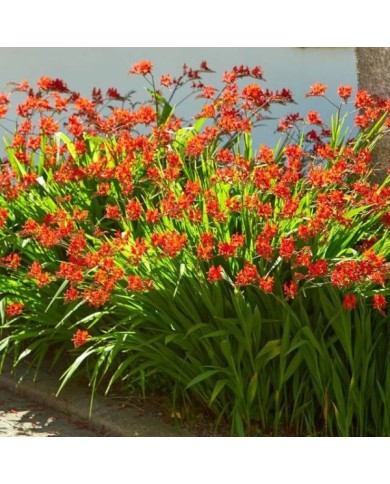 Crocosmia à fleurs rouge 'Lucifer' (Irene Fox / Adobe Stock)