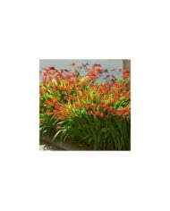 Crocosmia à fleurs rouge 'Lucifer' (Irene Fox / Adobe Stock)