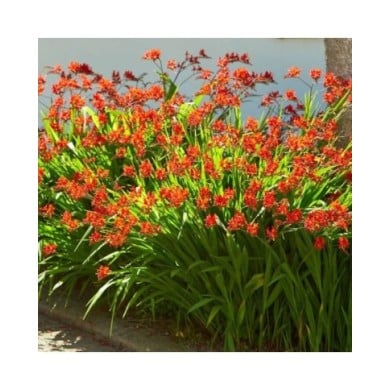 Crocosmia à fleurs rouge 'Lucifer' (Irene Fox / Adobe Stock)