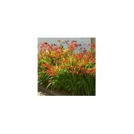 Crocosmia à fleurs rouge 'Lucifer' (Irene Fox / Adobe Stock)