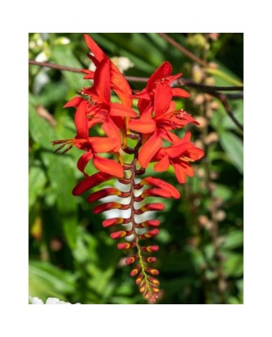 Crocosmia à fleurs rouge 'Lucifer' (Tony Baggett / Adobe Stock)