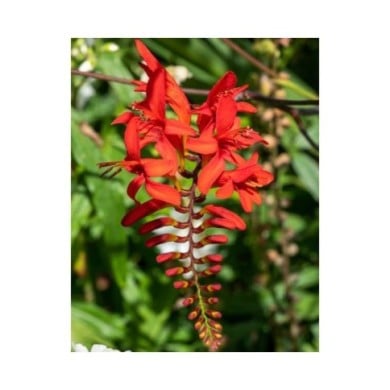 Crocosmia à fleurs rouge 'Lucifer' (Tony Baggett / Adobe Stock)