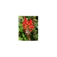 Crocosmia à fleurs rouge 'Lucifer' (Tony Baggett / Adobe Stock)