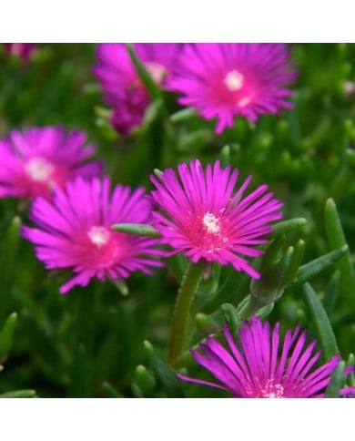 Delosperma cooperi 'Table Mountain' ( dan.kristiansen)