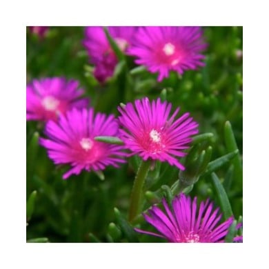 Delosperma cooperi 'Table Mountain' ( dan.kristiansen)