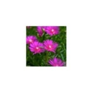 Delosperma cooperi 'Table Mountain' ( dan.kristiansen)