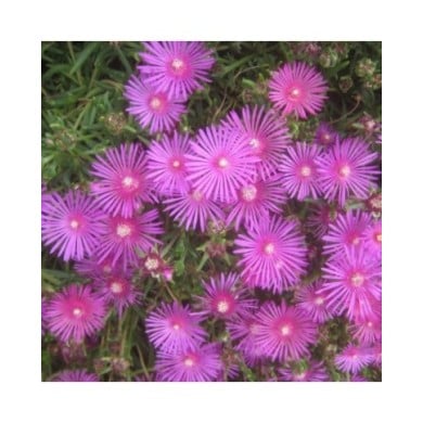 Delosperma cooperi 'Table Mountain' (David Short)