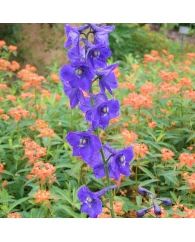 Pied d'Alouette 'Atlantis' (Delphinium Belladonna Group) (Ecelan / wikimedia.org)